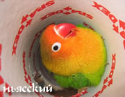 Дрессировка, приручение и обучение разговору попугаев неразлучников